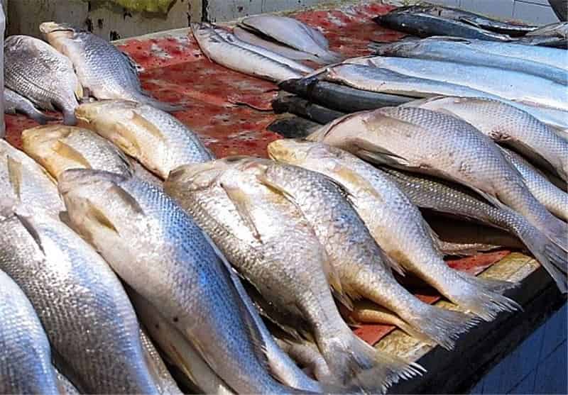 ماهی کپور سیستان محصولی خوش پخت با طعم بومی و ارزش غذایی مطلوب