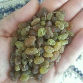 تصویر 4 از کشمش سبز سایه خشک تهیه شده با روش سنتی و اصولی