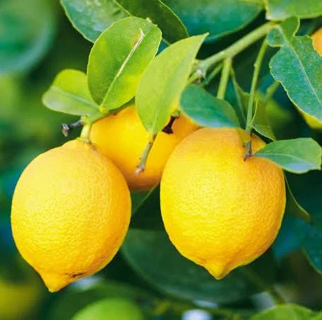 تصویر 4 از لیمو ترش شیرازی سالم با ماندگاری مناسب و کیفیت ممتاز