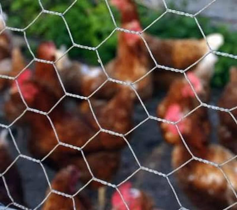 قیمت فنس مرغی