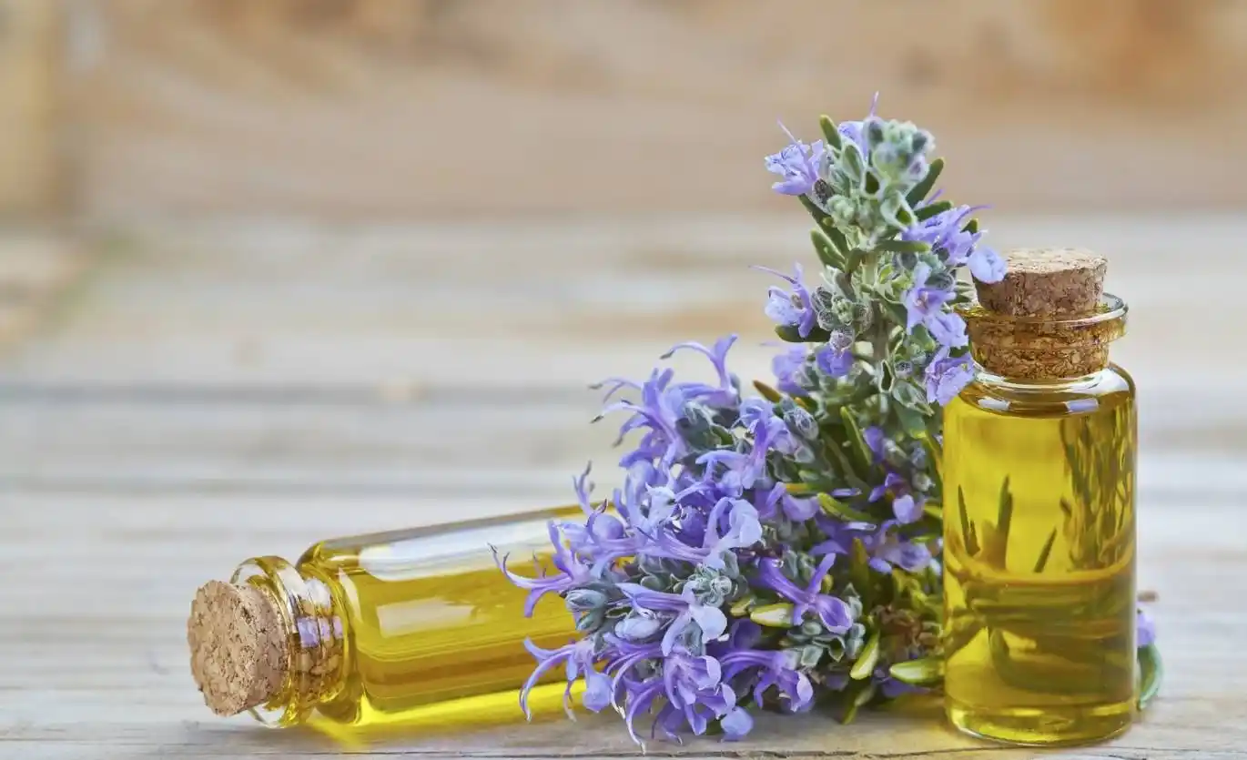 روغن رزماری ارگانیک ویژه احیای ساقه های آسیب دیده