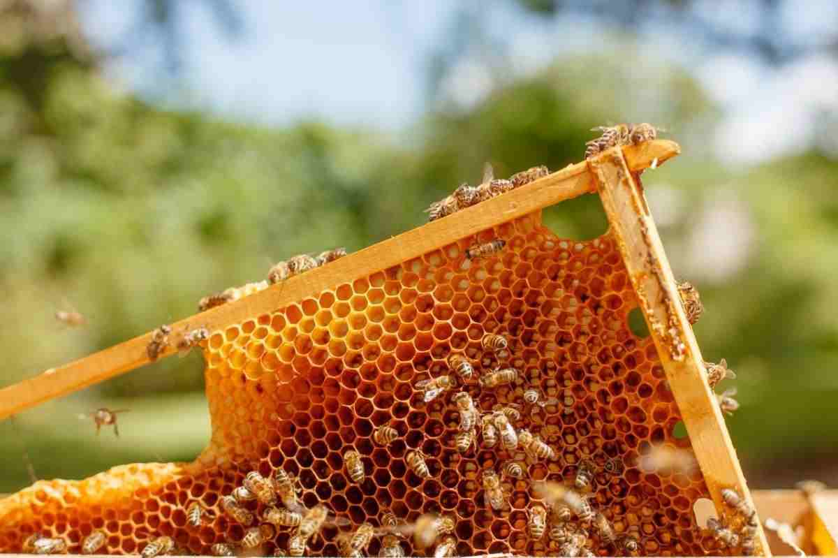 تصویر 2 از عسل کوهی ایلام برداشت شده از مراتع بکر و طبیعی