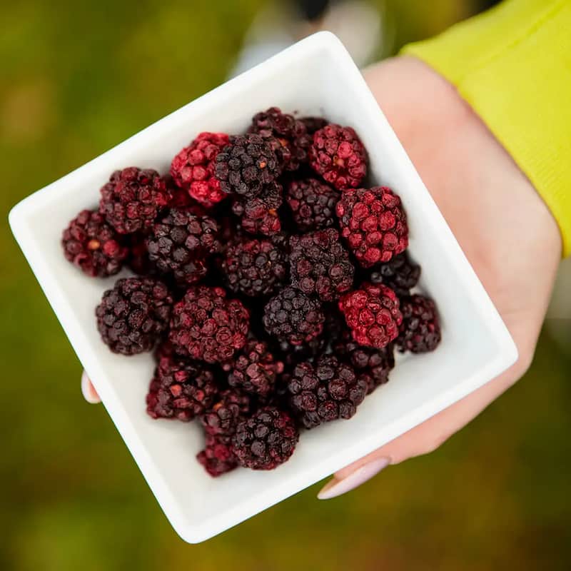 تصویر 4 از تمشک قرمز خشک خوش طعم با عطر طبیعی و دلپذیر