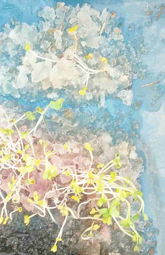 فروش عمده جاذب آب برای کشاورزی و آبیاری بهتر | بسته ۱، ۵ و ۱۰ کیلویی