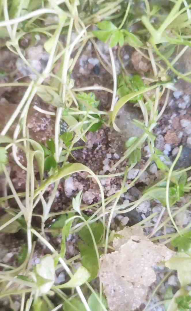 تصویر 4 از فروش سوپر جاذب خاک ژله‌ای با بسته‌بندی ۲، ۵، ۱۰ کیلویی