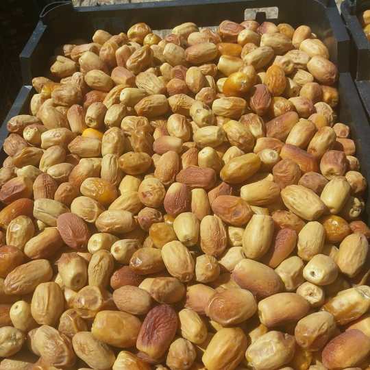 فروش ویژه زاهدی مضافتی تازه