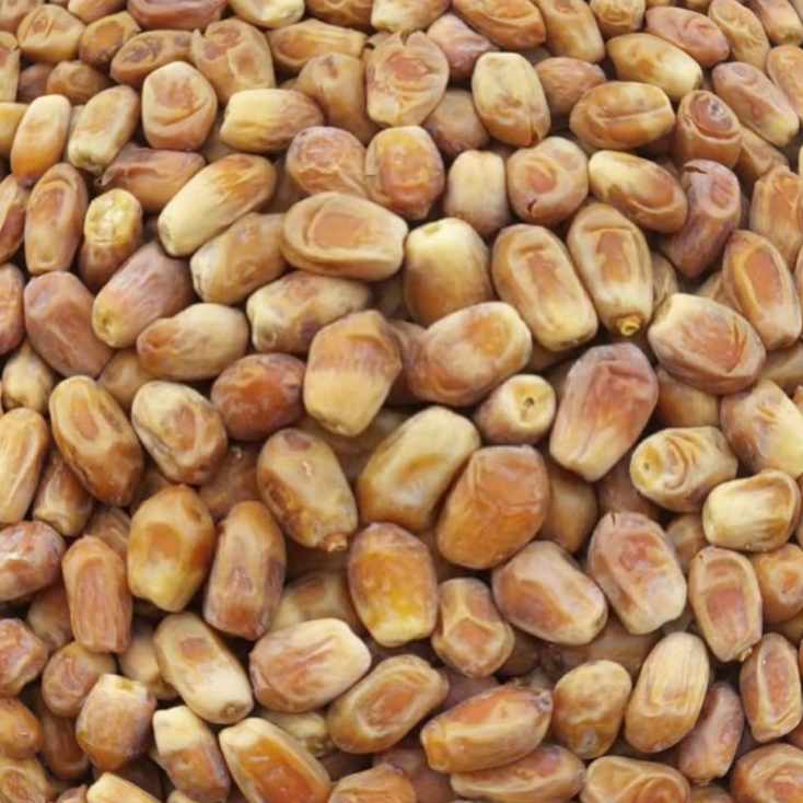 تصویر 1 از خرما زاهدی بدون واسطه با کیفیت بالا