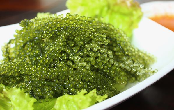 فروش خاویار گیاهی