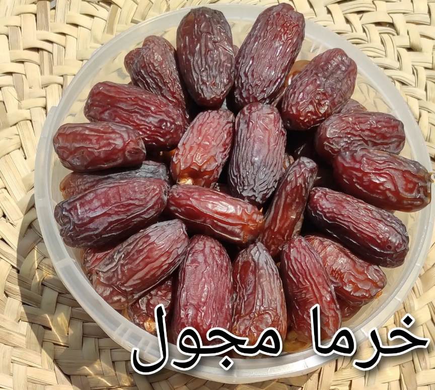 خرما مجول مراکشی با کیفیت صادراتی