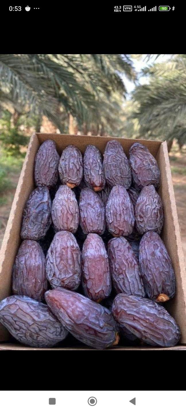 تصویر 3 از صادرات حرفه‌ای خرما مجول مراکشی