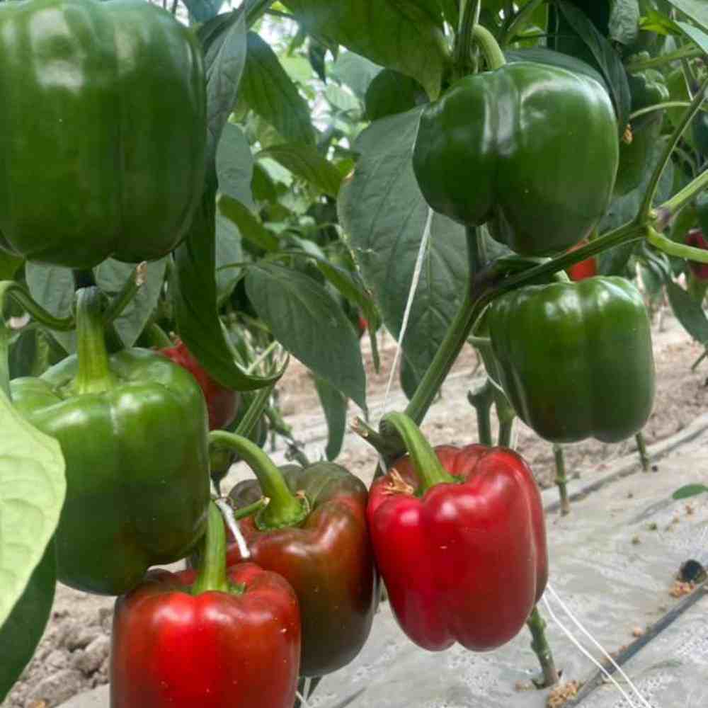 تصویر 2 از فلفل دلمه گلخانه ای مرغوب مناسب انواع غذا