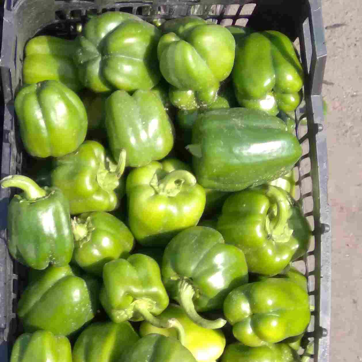 تصویر 3 از فلفل دلمه گلخانه ای مرغوب مناسب انواع غذا