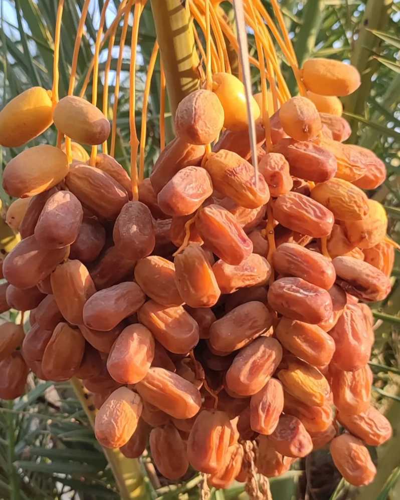 تصویر 4 از خرید خرما زاهدی با کیفیت بالا