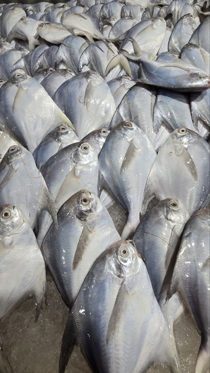 راهنمای خرید ماهی صادراتی جنوب