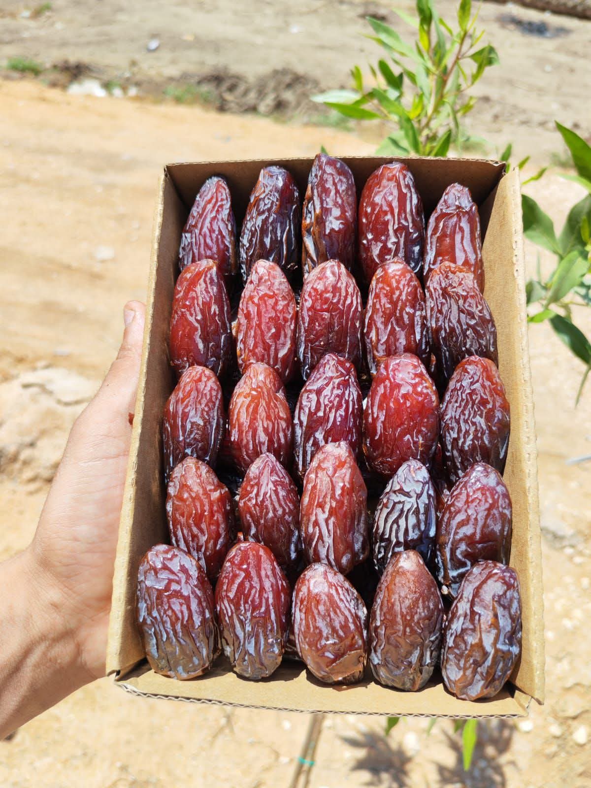 تصویر 2 از فروش عمده خرما مجول با کیفیت صادراتی + قیمت عمده