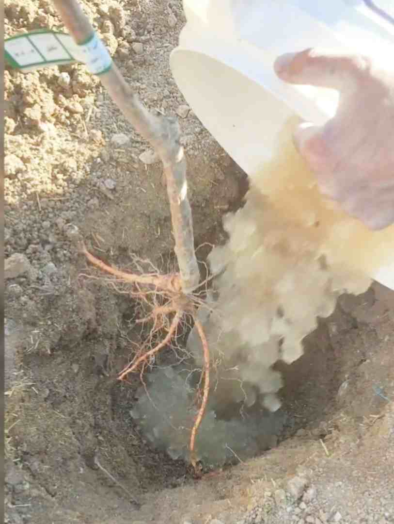 تصویر 1 از فروش خاک ژله‌ای کشاورزی برای کاهش مصرف آب و افزایش رشد گیاه بسته ۱۰ کیلویی