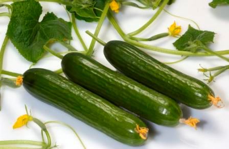 تصویر 1 از خیار درختی محلی آبدار برداشت شده از مزارع مرغوب