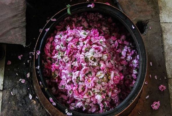 تصویر 2 از گلاب ناب ربیع مناسب مصارف خانگی و مذهبی