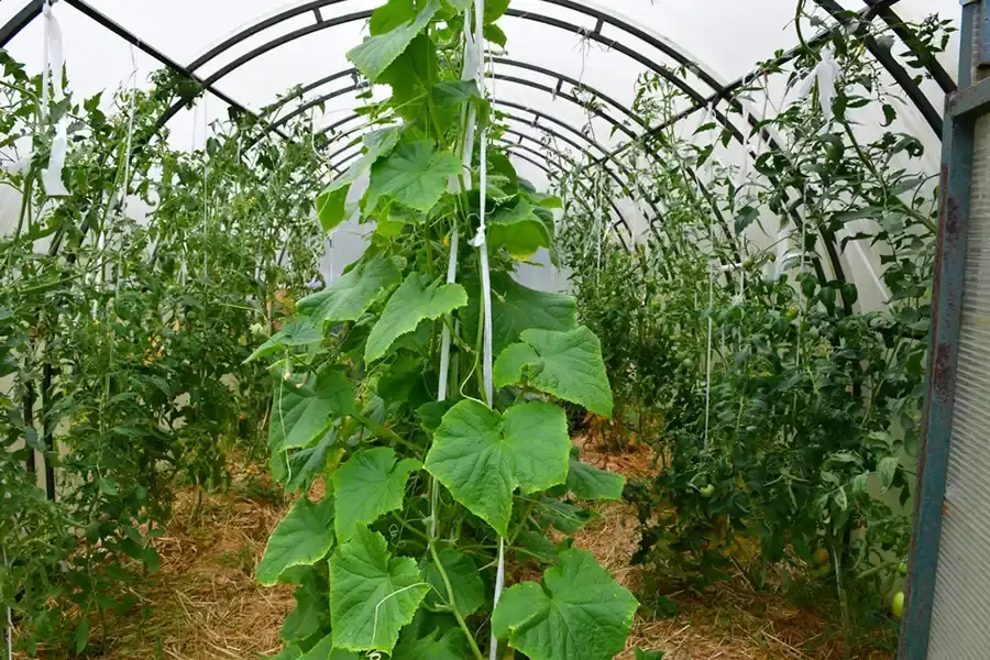 تصویر 3 از خیار بوته ای گلخانه ای مناسب انواع سالاد
