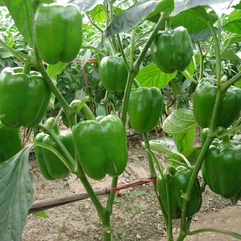 تصویر 1 از فلفل دلمه سبز مرغوب برای مصارف خانگی و صنعتی