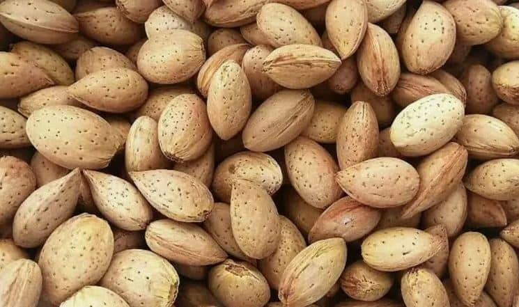 تصویر 1 از بادام سنگی درجه یک با مغز درشت و یکدست