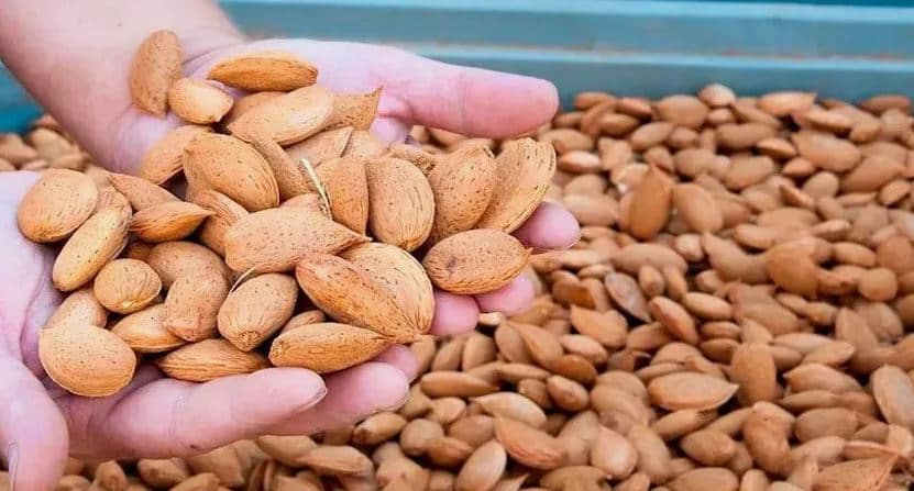 تصویر 2 از بادام سنگی درجه یک با مغز درشت و یکدست