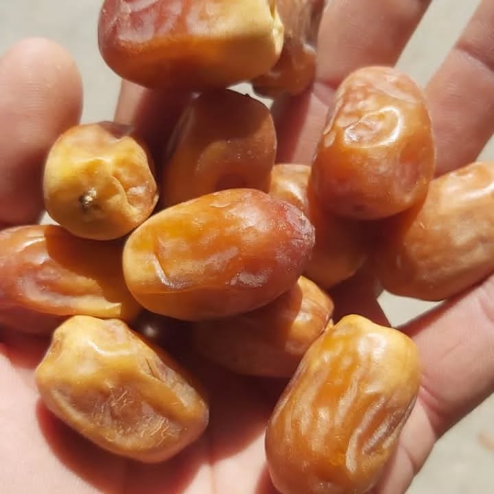 تصویر 2 از خرید عمده خرمای زاهدی با تحویل مستمر
