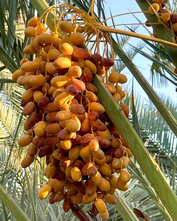 تصویر 3 از تولیدکنندگان معتبر خرمای زاهدی بوشهر