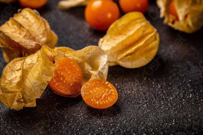 فروش فیسالیس