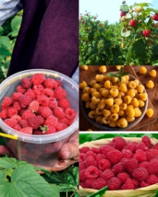 تصویر 5 از مرکز فروش نهال رزبری در ارقام مختلف