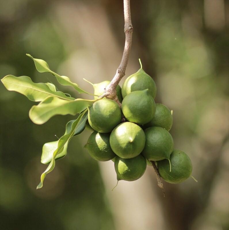 فندق ماکادمیا