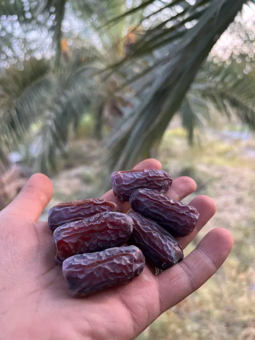 تصویر 3 از فروش تخصصی خرما پیارم + قیمت عمده