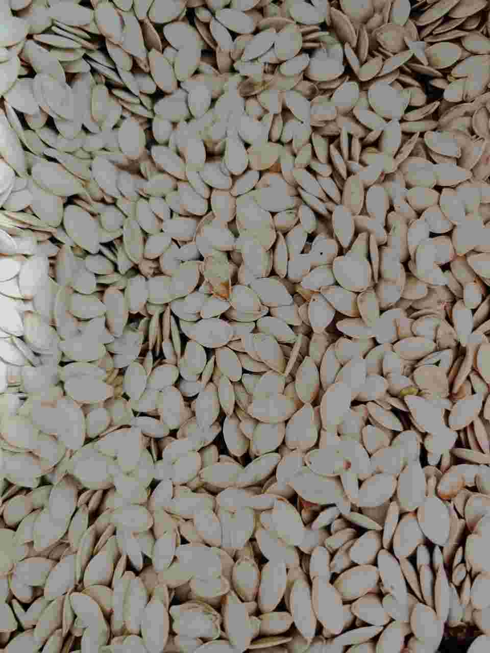 فروش تخمه آفتابگردان