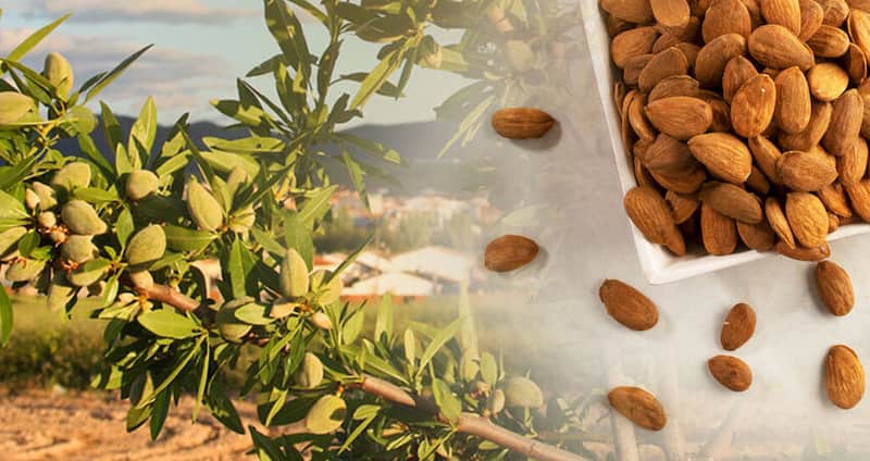 بادام مامایی خوشه ای با مغز خوش طعم و تازه