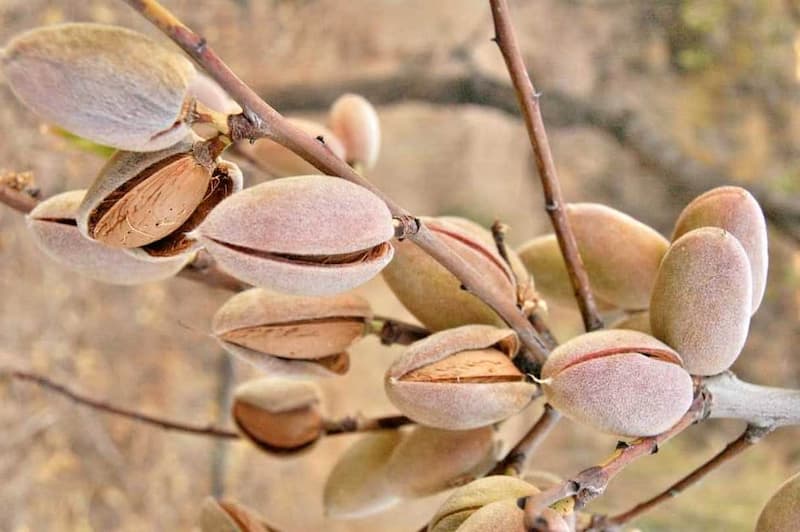 تصویر 2 از بادام مامایی خوشه ای با مغز خوش طعم و تازه