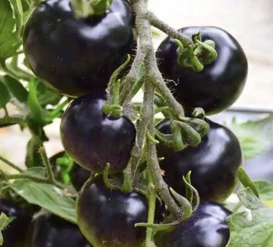 تصویر 4 از نشا گوجه فرنگی سیاه با رشد قوی و کیفیت بالا