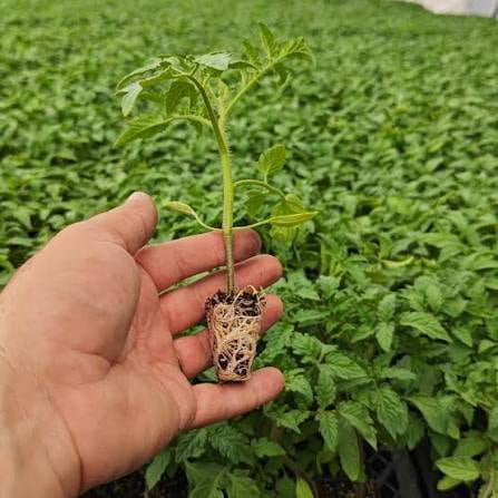 تصویر 4 از نشا گوجه فرنگی گلخانه ای با رشد یکنواخت و عملکرد بالا