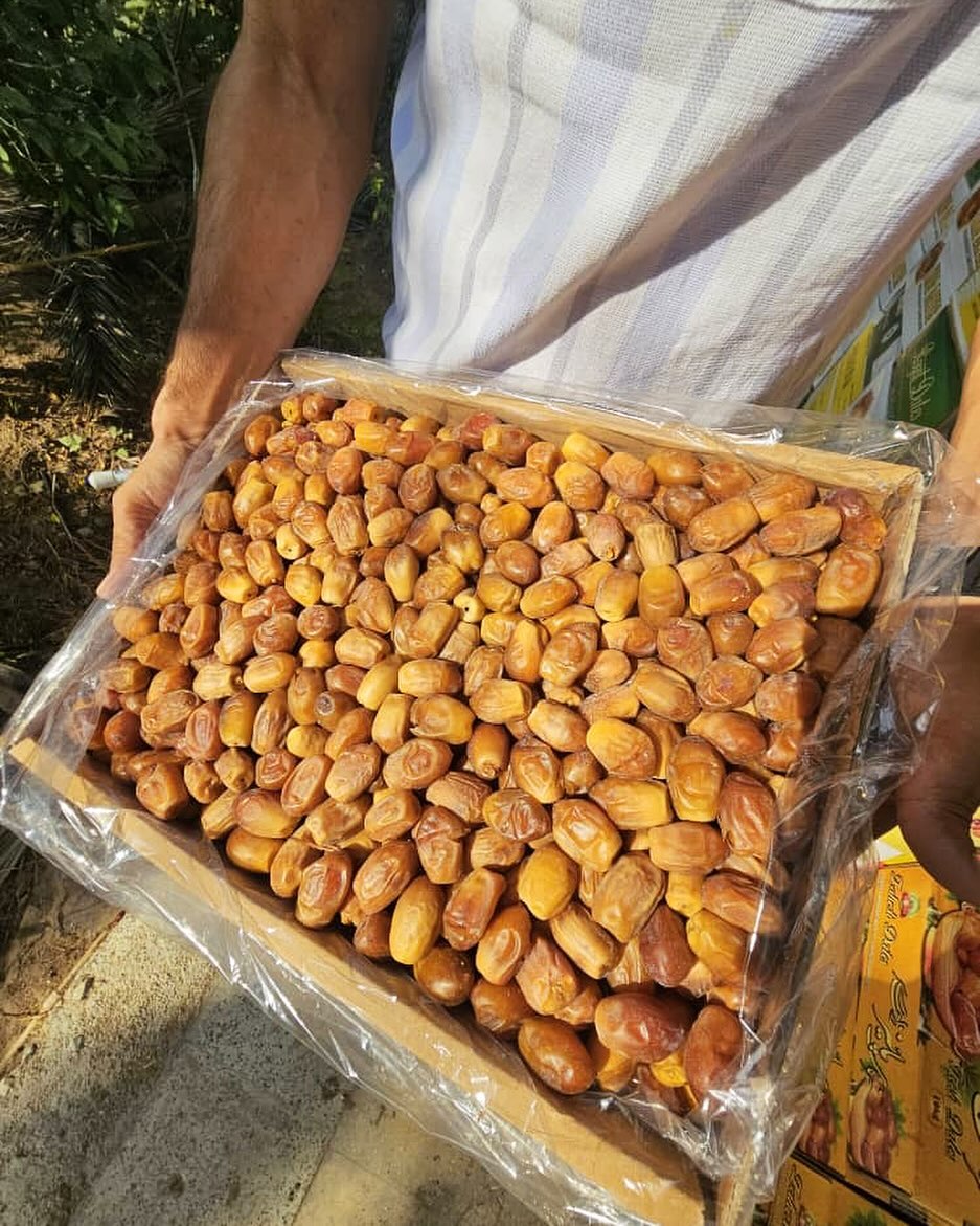 تأمین‌کننده معتبر خرما زاهدی + فروش ویژه