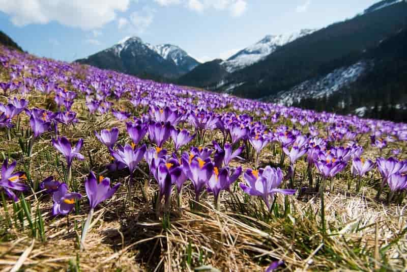 تصویر 1 از زعفران وحشی کرمانشاه حاصل طبیعت بکر غرب