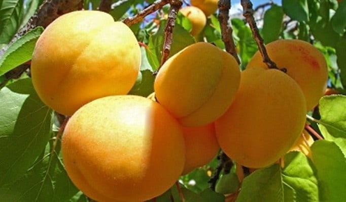 تصویر 3 از قیسی زردآلو فله انتخابی مناسب برای مصارف فروشگاهی و تولیدی