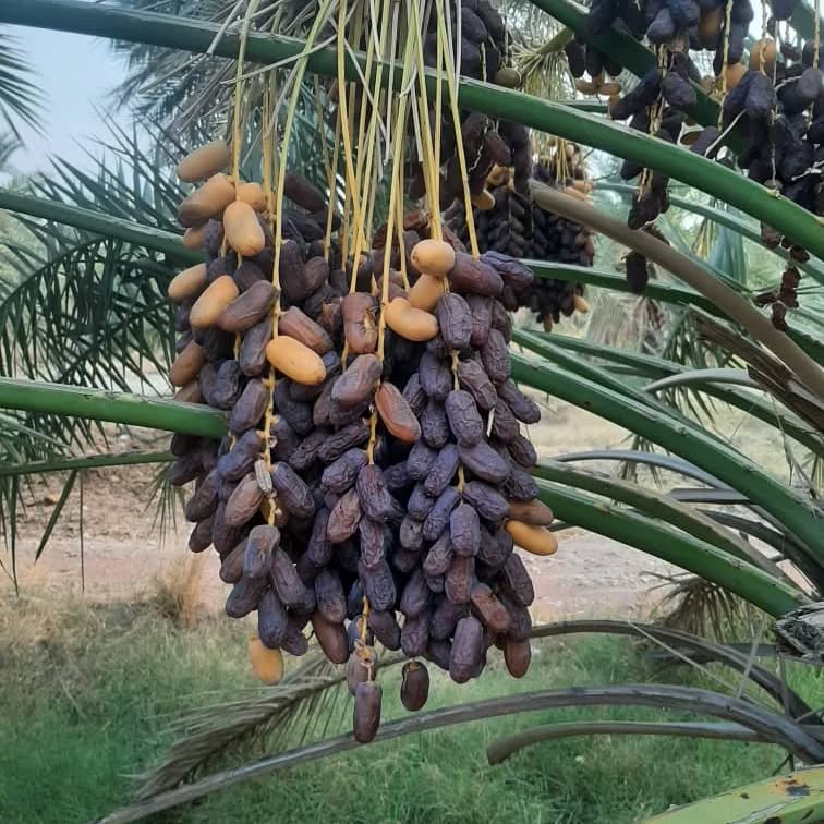 تصویر 2 از خرما پیارم لوکس صادراتی