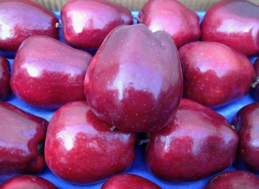 تصویر 1 از سیب قرمز صادراتی ارومیه مناسب بازارهای داخلی و خارجی