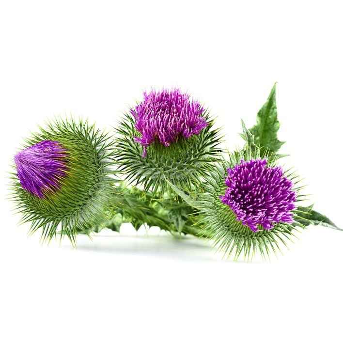 تصویر 2 از عرق خار مریم فیض با فرآوری سنتی و طبیعی