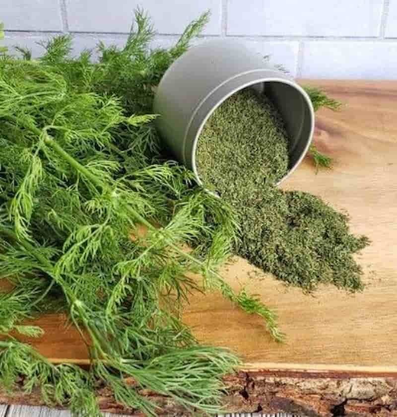 تصویر 2 از شوید خشک پفکی مناسب آشپزی و چاشنی غذا