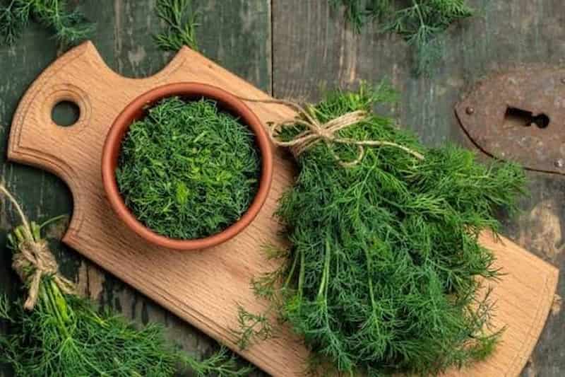شوید خشک عمده مناسب تامین فروشگاه ها و رستوران ها