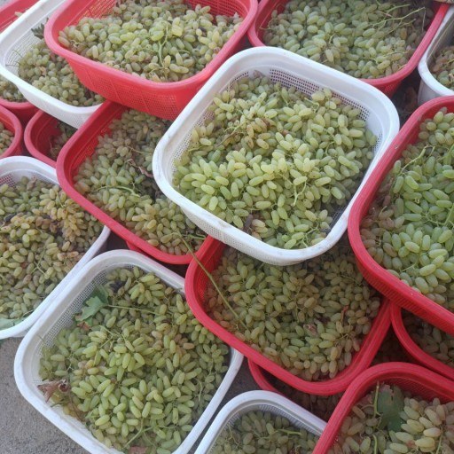 تصویر 4 از کشمش سبز صادراتی مناسب بازارهای داخلی و خارجی
