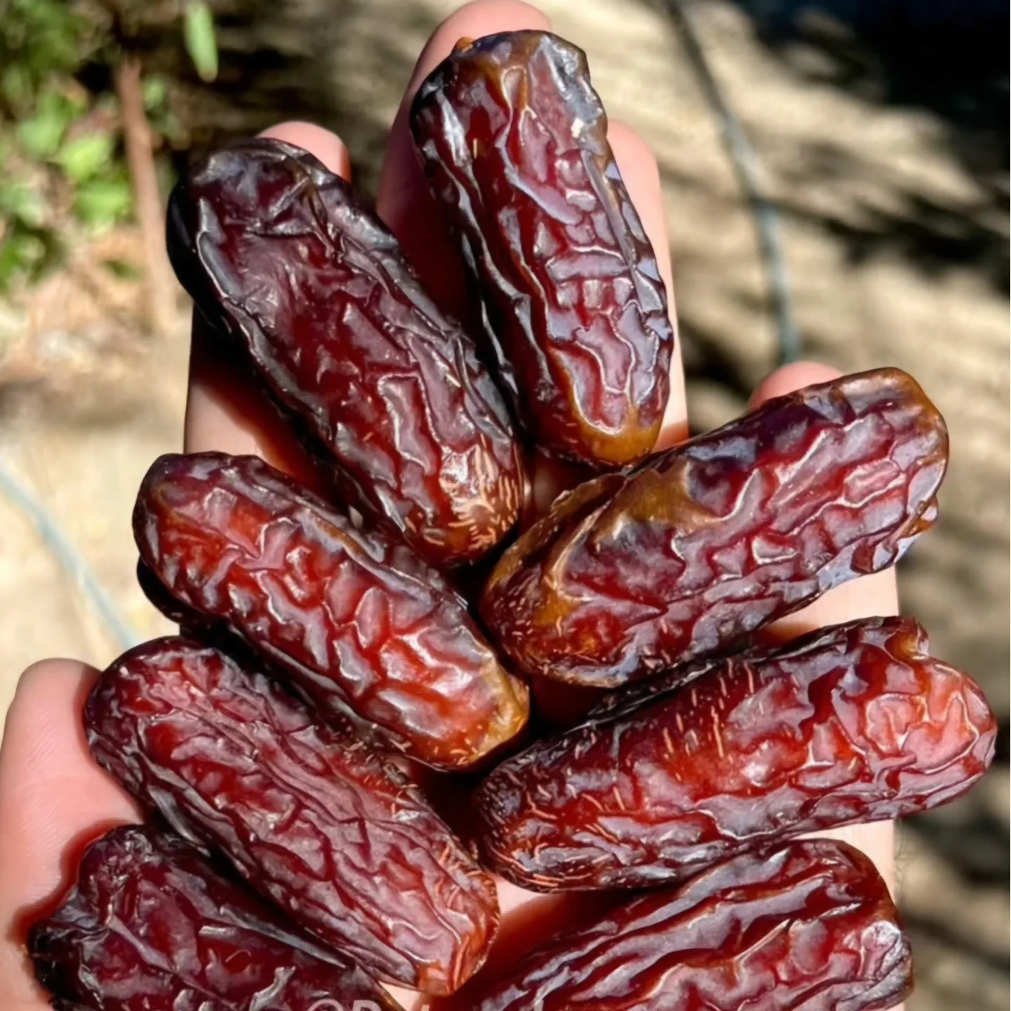 خرید خرما پیارم با بسته‌بندی ویژه صادراتی