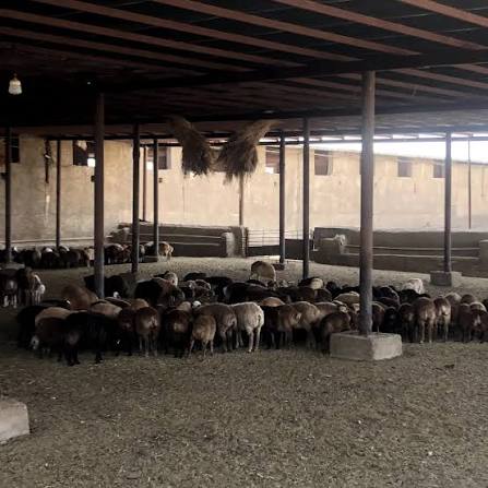 تصویر 4 از زئولیت بستر دام کاربردی در بهبود شرایط نگهداری دام