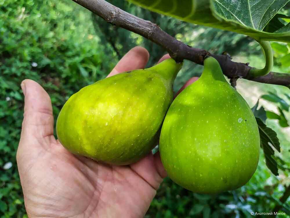 انجیر گلابی ازمیر با طعم شیرین و ظاهر جذاب
