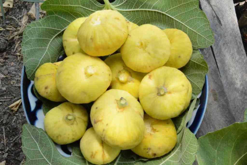 تصویر 1 از انجیر گلابی زرد با طعم شیرین و رنگ طبیعی